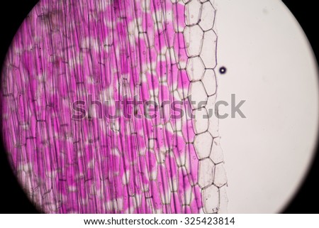Real photo of plant cells and stoma.Pink plants cells. Royalty-Free Stock Photo #325423814