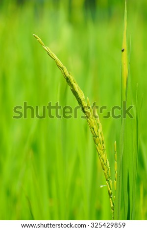 Growth of Rice spike in the field.