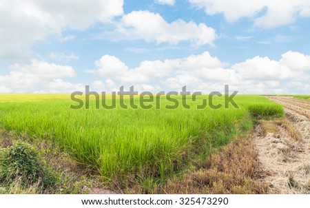 landscape of rice farm in thailand in raining day. fantasy world