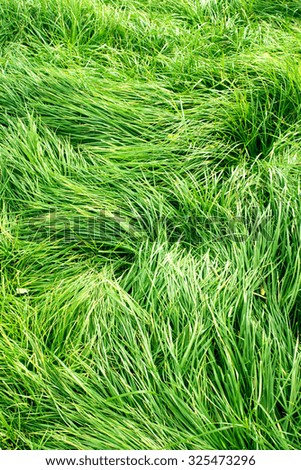 lush green grass background