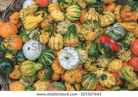 A lot of different colorful autumnal pumpkins in full basket