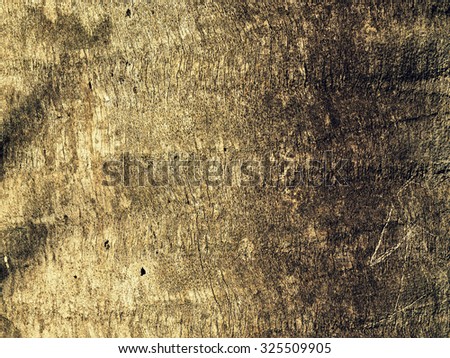 Palm tree bark texture background