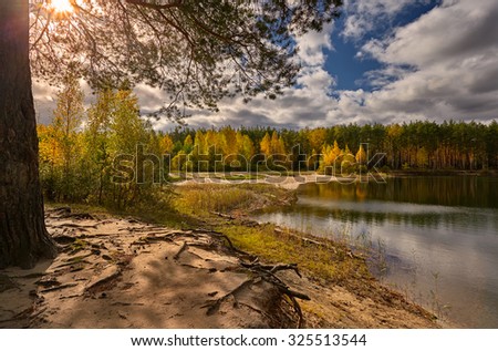 Autumn landscape of lake with turning yellow birchs ashore, by a pine-tree and pushing through sunlight through her needles