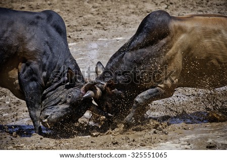 Bull fighting is a traditional game of  songkla Thailand. Royalty-Free Stock Photo #325551065