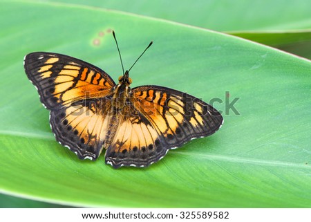 Junonia sophia - Butterfly sitting on the green leaf 