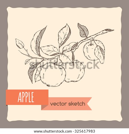 Fresh apples on a branch hand drawn sketch. Great for farming and agricultural design.  
