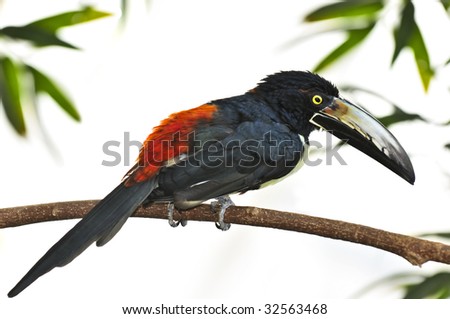 Collared Aracari toucan bird perched on branch