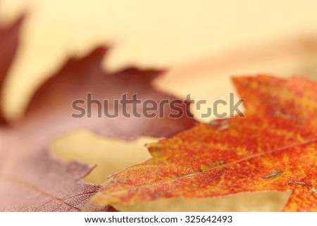 Defocused autumn background. Small depth of field photo.Autumn colorful leaves