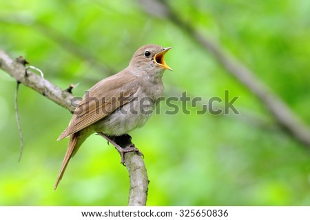 Singing Thrush nightingale (Luscinia luscinia) against green background. Near Moscow, Russia Royalty-Free Stock Photo #325650836