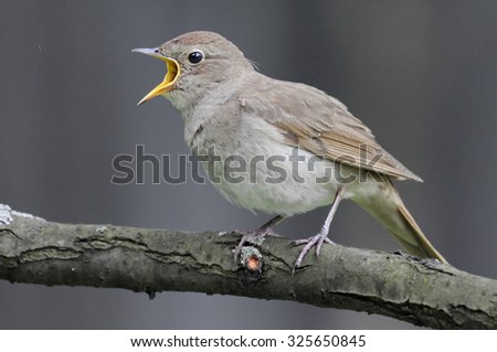 Singing Thrush nightingale (Luscinia luscinia) against grey background.Nnear Moscow, Russia Royalty-Free Stock Photo #325650845