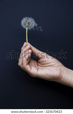 Dandelion in hand