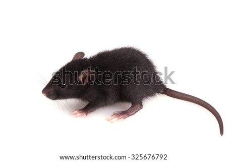 Little Black Mouse on isolated a White Background