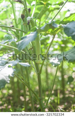 gumbo growing in the field in summer