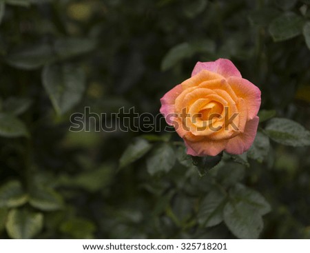 Two-Tone Rose Blooming in a Garden