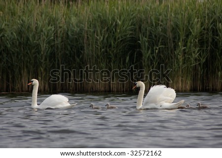 A photo of a mother swan with her young