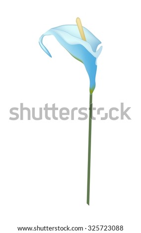 Beautiful Flower, Illustration of Blue Anthurium Flower or Flamingo Flower with Green Leaves Isolated on White Background.