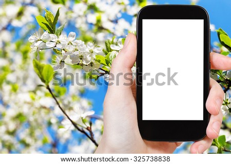 travel concept - hand holds smartphone with cut out screen and white apple flowers on background