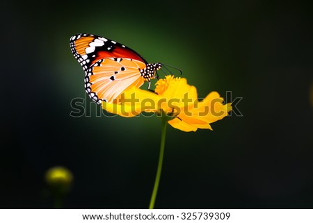 Background with butterflies and yellow flowers featured component. By dissolving backdrop Or blurring in whole or in part.