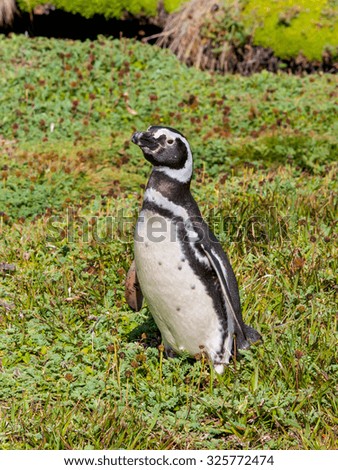 Magellan Penguin - Picture taken at the Seno Otway Penguin Colony near Punta Arenas, Chile.