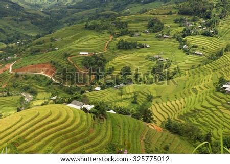 Terraced fields in Hoang Su Phi, Ha Giang, Vietnam.