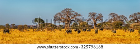 Elephant Herd walking in the Serengeti, Tanzania