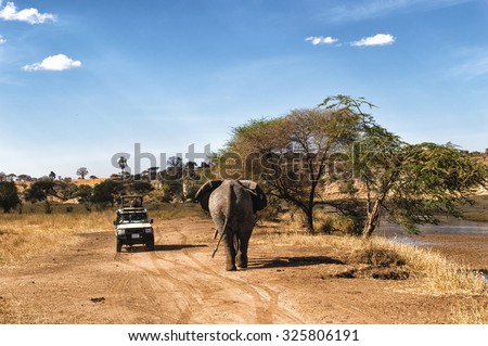 Tourist on safari taking pictures of Elephant passing by at the Serengeti National Park, Tanzania Royalty-Free Stock Photo #325806191