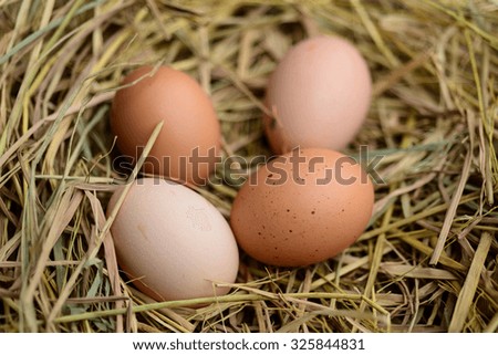 eggs in the nest of dry grass.