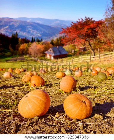 Wonderful autumn landscape with pumpkins