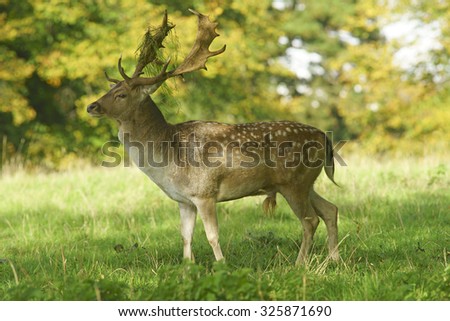 Fallow deer, Dama dama, selective focus and diffused background, during the Autumn rutting season with grass, orniments, hanging off its antlers, The Cotswolds, Gloucestershire, United Kingdom