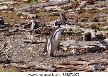 Magellan Penguin - Picture taken at the Seno Otway Penguin Colony near Punta Arenas, Chile.