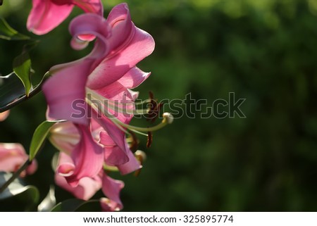 Closeup of beautiful soft bright pink fresh wild flowers sunny day outdoor on green natural background, horizontal picture 