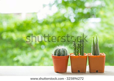 Cactus pots on wood table