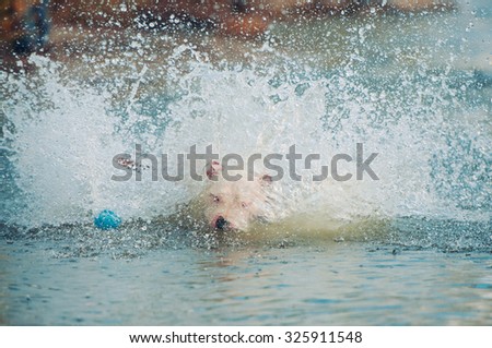 white dog dives into the water