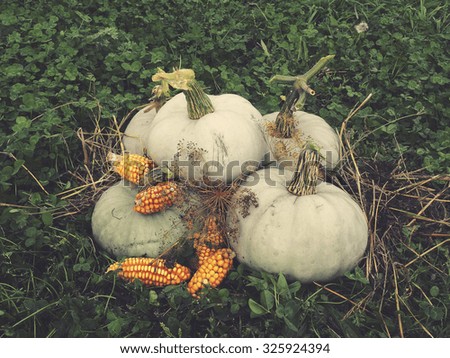 white pumpkins for halloween and thanksgiving 
