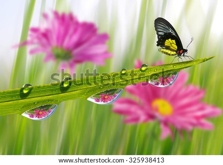 Fresh green grass with dew drops and butterfly closeup. Nature Background