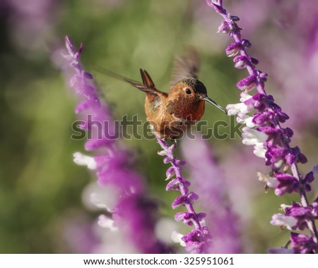 A hummingbird (most likely Allen's) hovering and feeding on Mexican Bush Sage. Photo taken in Southern California.