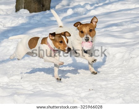 Two dogs playing together with a ball in winter park