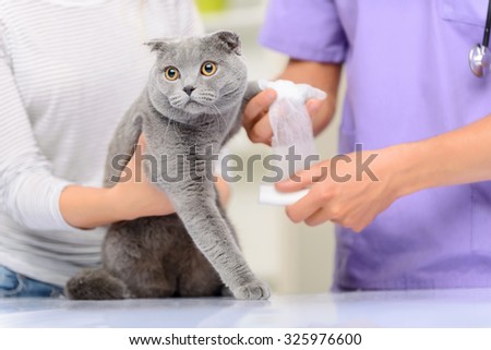 It hurts. Close up of poor animal standing on the table and being touched by professional vet bandaging  it