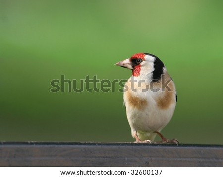 goldfinch perched on a board with green background