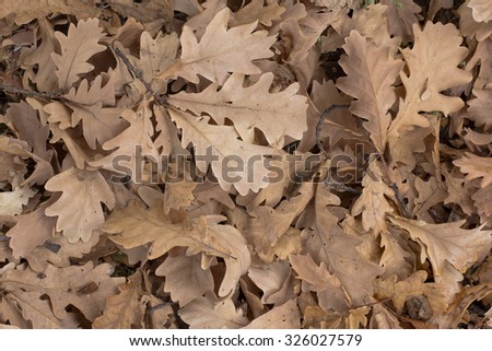  Dry autumn oak leaves in the park.