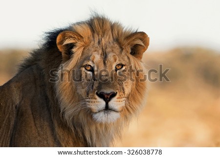 Portrait of the African King Royalty-Free Stock Photo #326038778