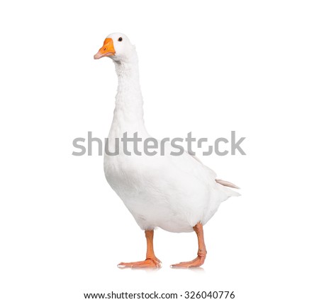 White domestic goose isolated on white background Royalty-Free Stock Photo #326040776