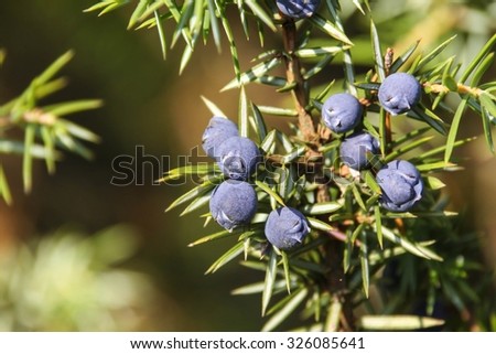berries of the common juniper Royalty-Free Stock Photo #326085641