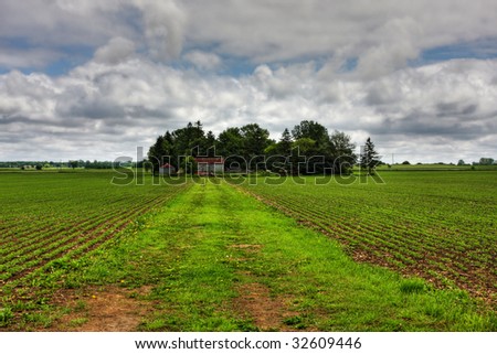 vibrant green image of a vegetable farm