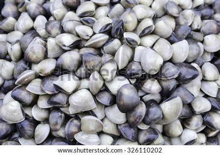 Bunch of clams on market display