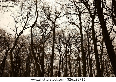 Bare trees of an autumn forest