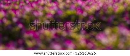 
Pictures background bloke bright pink flowers taken from.
