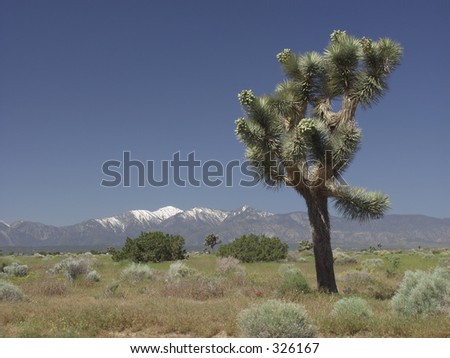 Josua tree, Southern California desert