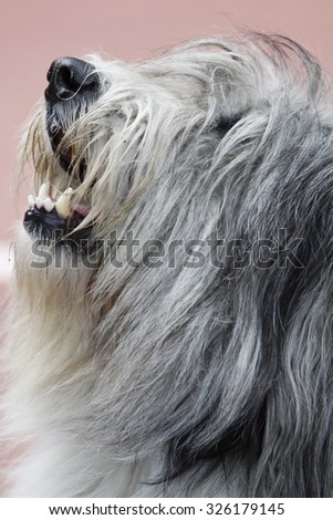 Portrait of polish lowland sheepdog
