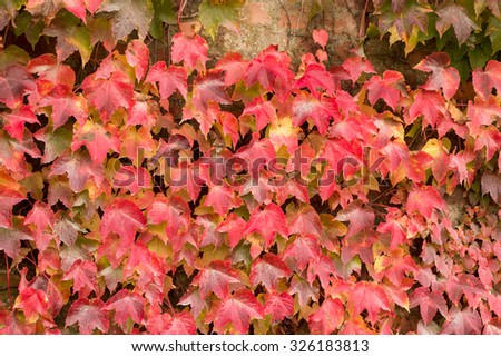 Colourful leaves during fall season